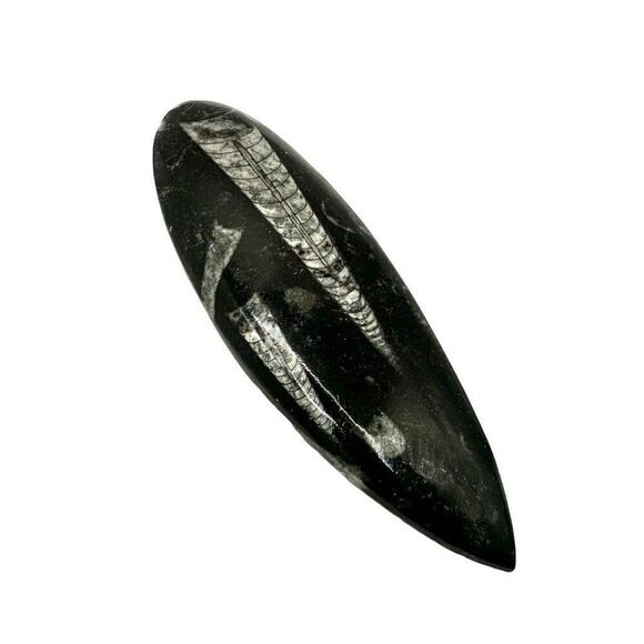 Orthocerras fossil - Picture 2 of 10